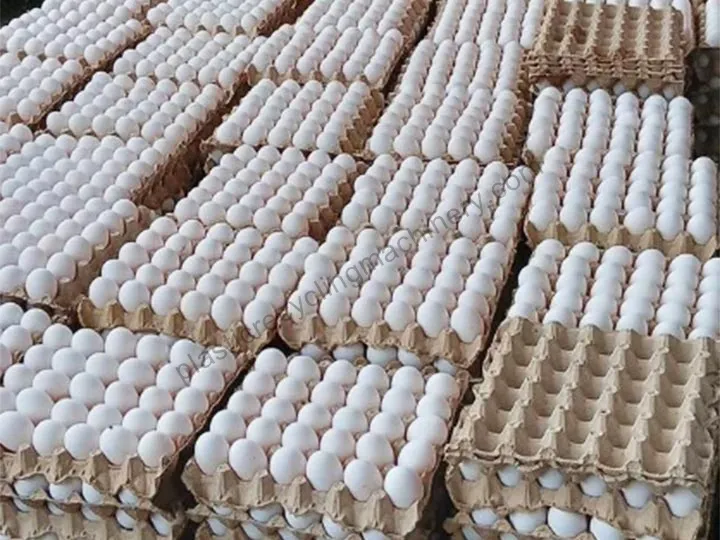Egg Tray Production