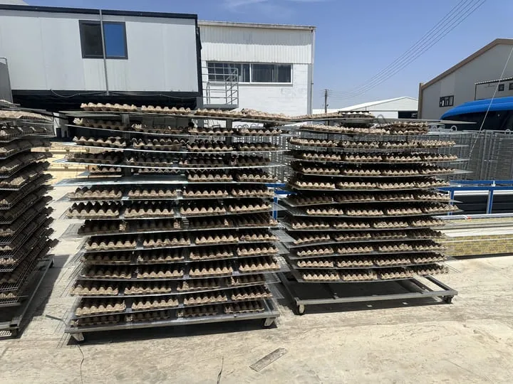 egg tray drying