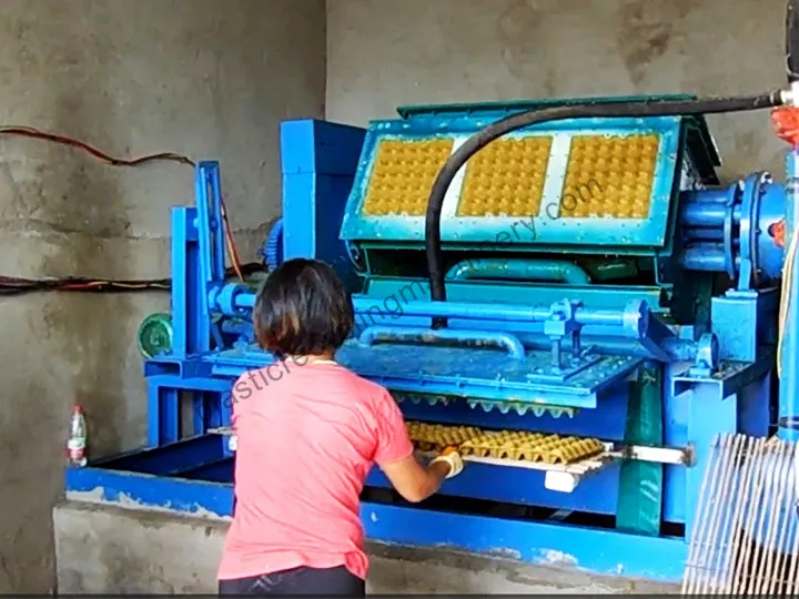 Egg Tray Forming